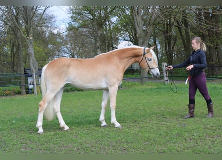 Haflinger, Jument, 4 Ans, 150 cm