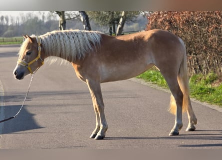 Haflinger, Jument, 4 Ans, 153 cm, Palomino