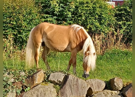 Haflinger, Jument, 5 Ans, 147 cm, Alezan