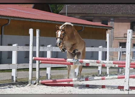 Haflinger, Jument, 5 Ans, 151 cm, Alezan brûlé