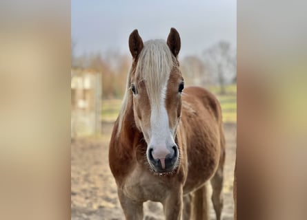 Haflinger, Jument, 5 Ans, Alezan