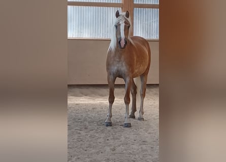 Haflinger, Jument, 6 Ans, 152 cm, Alezan