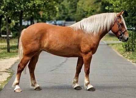Haflinger Croisé, Jument, 6 Ans, 152 cm, Palomino