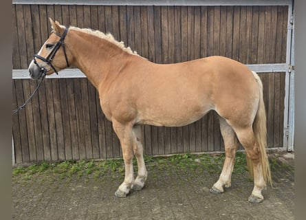 Haflinger, Jument, 8 Ans, 148 cm, Alezan