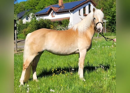 Haflinger, Jument, 8 Ans, 150 cm, Alezan