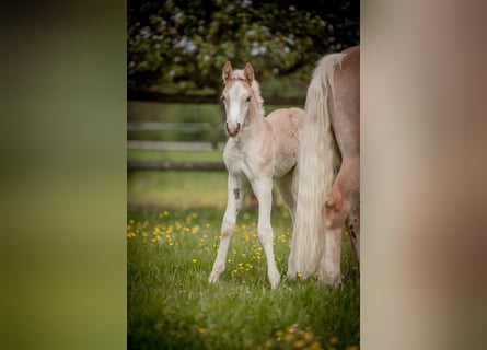 Haflinger, Jument, Poulain (04/2024), Alezan