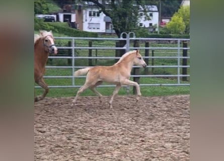 Haflinger, Jument, Poulain (03/2026)