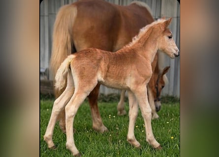 Haflinger, Jument, Poulain (03/2026)