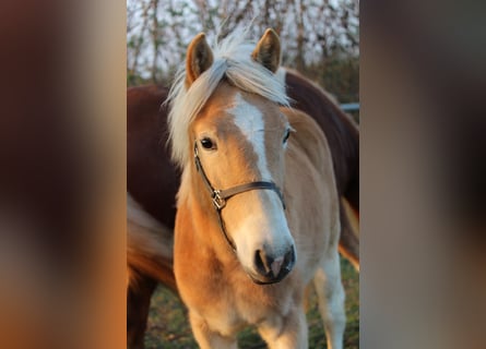 Haflinger, Jument, Poulain (03/2024)