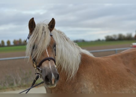 Haflinger, Mare, 10 years, 15,1 hh, Chestnut-Red
