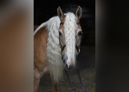 Haflinger, Mare, 11 years, 14.2 hh, Brown-Light