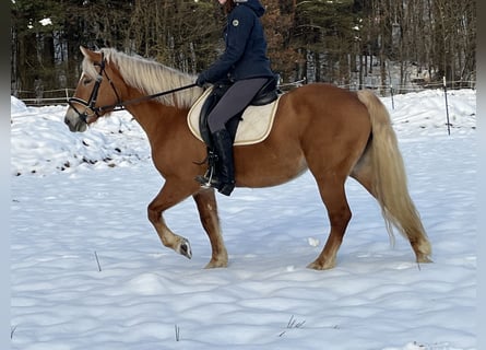 Haflinger, Mare, 11 years, 14.2 hh, Brown-Light