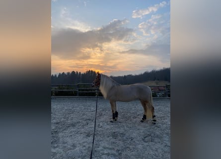 Haflinger, Mare, 11 years, 14,1 hh