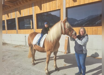 Haflinger, Mare, 11 years