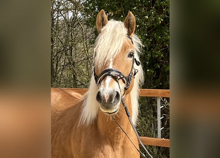 Haflinger, Mare, 12 years, 14.2 hh, Brown-Light