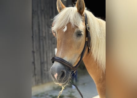 Haflinger, Mare, 12 years, 14.2 hh, Chestnut-Red