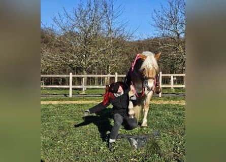Haflinger, Mare, 12 years, 14,2 hh, Chestnut-Red