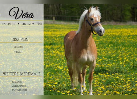 Haflinger, Mare, 13 years, 14.1 hh, Chestnut-Red