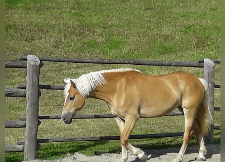 Haflinger, Mare, 13 years, 14.2 hh, Chestnut-Red