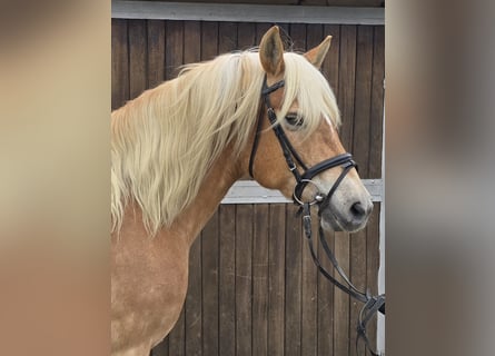 Haflinger, Mare, 14 years, 14.2 hh, Chestnut-Red