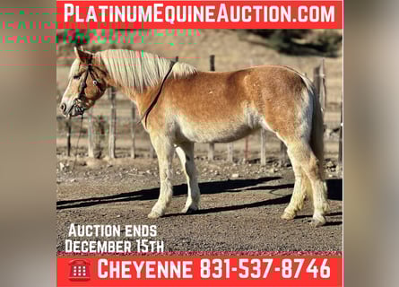 Haflinger, Mare, 14 years, 14.3 hh, Chestnut