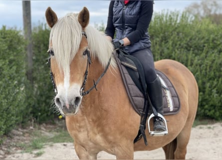 Haflinger, Mare, 14 years, 15.1 hh, Chestnut-Red