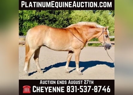 Haflinger, Mare, 14 years, Chestnut