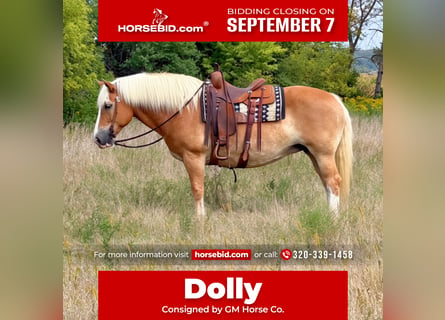 Haflinger, Mare, 14 years, Chestnut