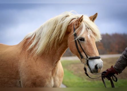 Haflinger, Mare, 15 years, 14.2 hh, Chestnut-Red