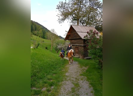 Haflinger, Mare, 15 years, 14.3 hh