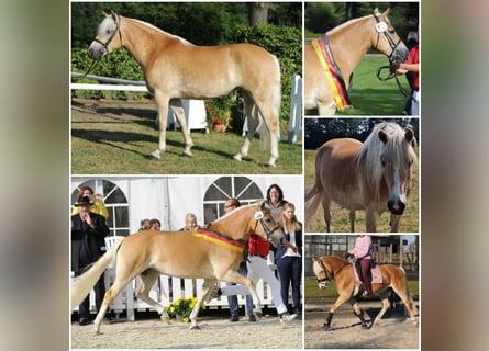 Haflinger, Mare, 16 years