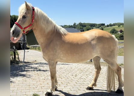 Haflinger, Mare, 18 years, 14.2 hh, Brown-Light