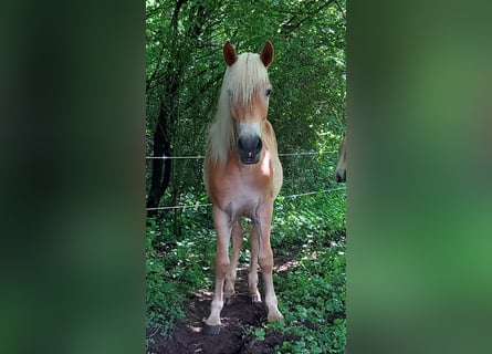 Haflinger, Mare, 1 year, 14.1 hh, Brown