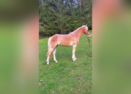 Haflinger, Mare, 1 year, 14 hh, Chestnut-Red