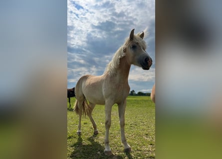 Haflinger, Mare, 1 year, 14,2 hh
