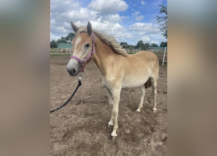 Haflinger, Mare, 1 year, 15.1 hh