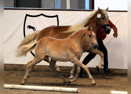 Haflinger, Mare, 1 year, 15 hh