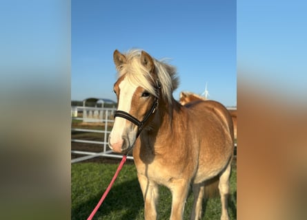 Haflinger, Mare, 1 year, Chestnut-Red