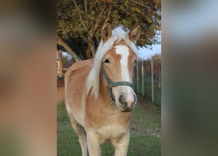 Haflinger, Mare, 1 year