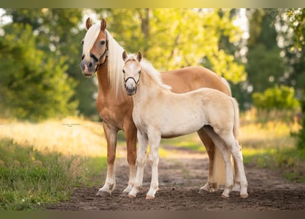 Haflinger, Mare, 20 years, 14,2 hh, Chestnut-Red