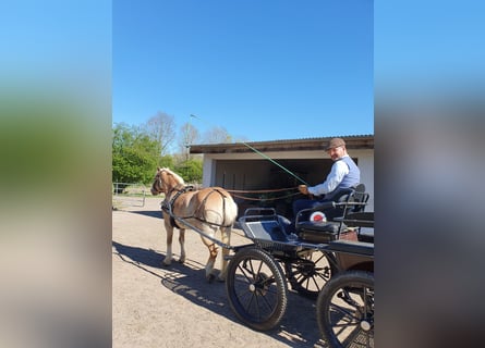 Haflinger, Mare, 20 years, 14 hh