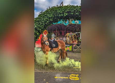 Haflinger, Mare, 20 years, 14 hh, Palomino