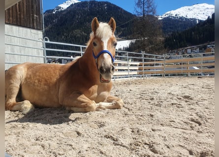 Haflinger, Mare, 21 years, 14 hh, Chestnut-Red