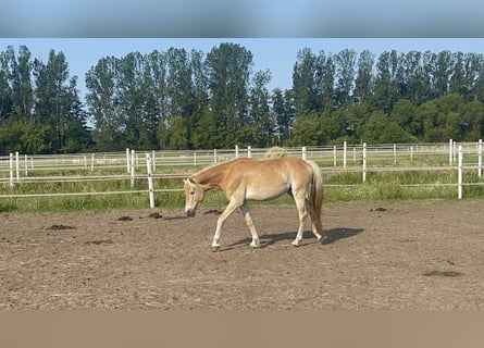 Haflinger, Mare, 2 years, 14.2 hh, Chestnut-Red