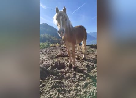 Haflinger, Mare, 2 years, 14,2 hh