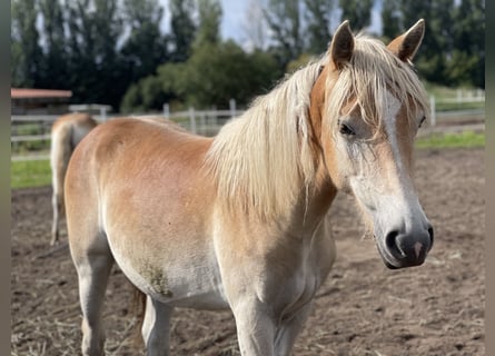 Haflinger, Mare, 2 years, 14.3 hh