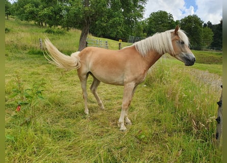 Haflinger, Mare, 2 years, 14 hh, Chestnut-Red