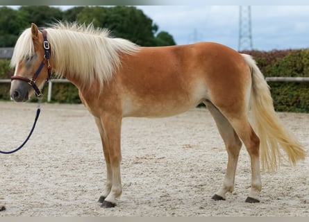 Haflinger, Mare, 2 years, 14,1 hh, Chestnut-Red