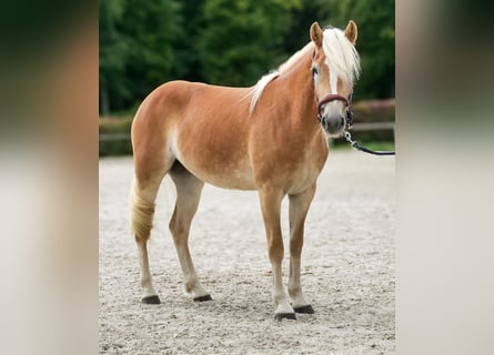 Haflinger, Mare, 2 years, 14,1 hh, Chestnut-Red