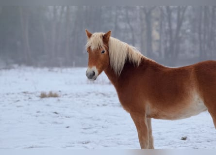 Haflinger, Mare, 2 years, 14,1 hh, Chestnut-Red